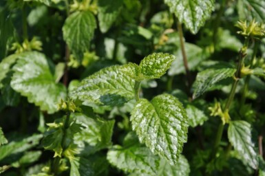 Lamium galeobdolon 'Florentinum'