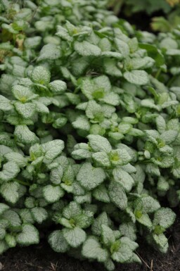 Lamium maculatum 'White Nancy' Rosenplister 5-10 i kruka P9