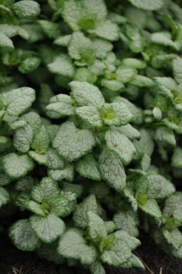 Lamium maculatum 'White Nancy' Rosenplister 5-10 i kruka P9