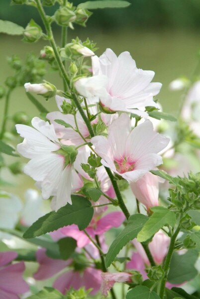 Lavatera 'Barnsley'