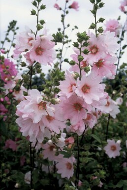 Lavatera 'Barnsley'