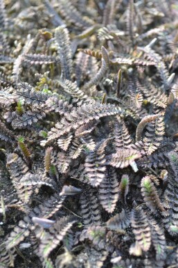 Leptinella potentillina 'Platt's Black'