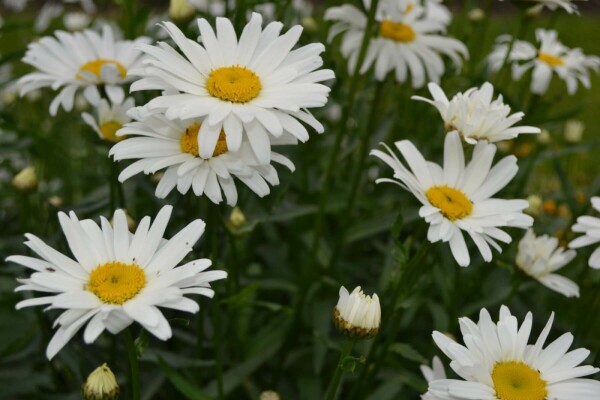 Leucanthemum maximum 'Alaska'