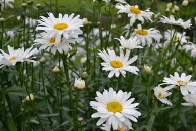 Leucanthemum maximum 'Alaska'