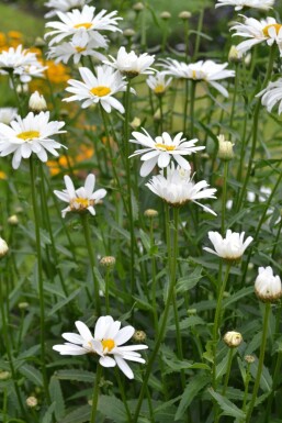 Leucanthemum maximum 'Alaska'