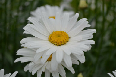 Leucanthemum maximum 'Alaska'