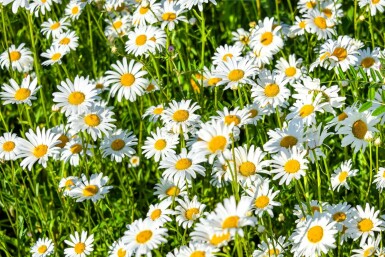 Leucanthemum × superbum 'Silberprinzesschen' Jätteprästkrage 5-10 i kruka P9