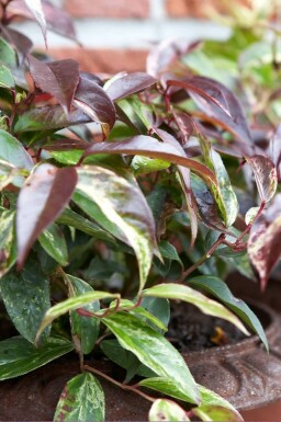 Leucothoe fontanesiana 'Rainbow' Vinterrosling buske 20-30 i kruka C2