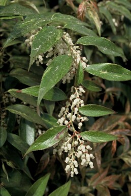 Leucothoe fontanesiana 'Rainbow' Vinterrosling buske 20-30 i kruka C2