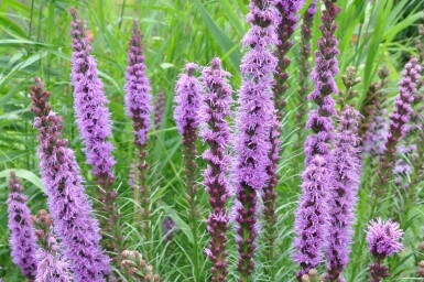 Liatris spicata 'Floristan Violet'