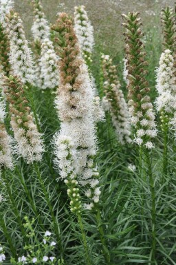 Liatris spicata 'Floristan Weiss'