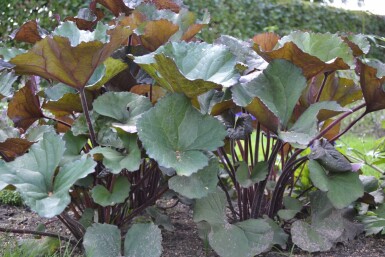 Ligularia dentata 'Othello'