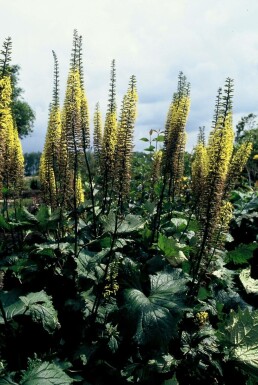 Ligularia przewalskii