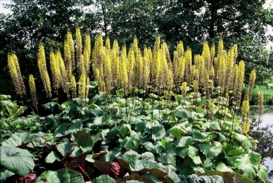 Ligularia przewalskii