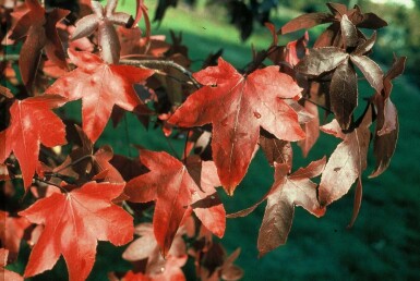 Liquidambar styraciflua 'Worplesdon'