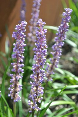 Liriope muscari 'Moneymaker'