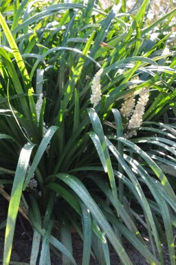 Liriope muscari 'Monroe White' Mörk druvlilja 5-10 i kruka P9