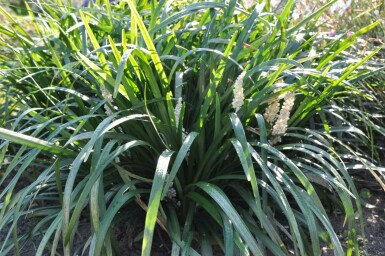 Liriope muscari 'Monroe White' Mörk druvlilja 5-10 i kruka P9