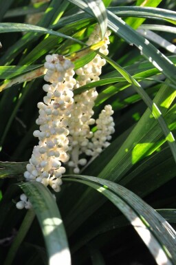 Liriope muscari 'Monroe White' Mörk druvlilja 5-10 i kruka P9