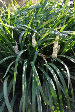 Liriope muscari 'Monroe White' Mörk druvlilja 5-10 i kruka P9