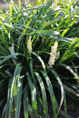 Liriope muscari 'Monroe White' Mörk druvlilja 5-10 i kruka P9