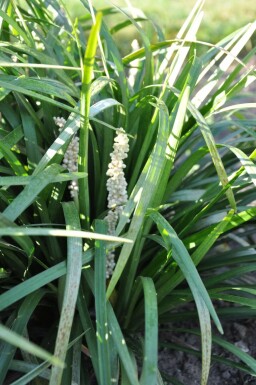 Liriope muscari 'Monroe White' Mörk druvlilja 5-10 i kruka P9