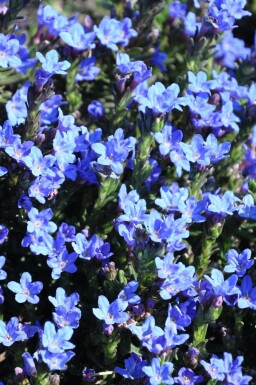 Lithodora diffusa 'Heavenly Blue' Bergstenfrö 5-10 i kruka P9