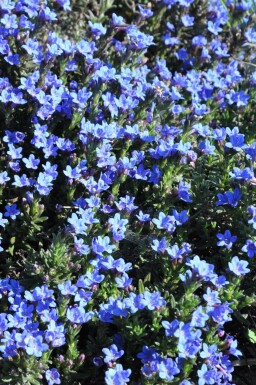 Lithodora diffusa 'Heavenly Blue' Bergstenfrö 5-10 i kruka P9