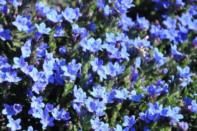 Lithodora diffusa 'Heavenly Blue' Bergstenfrö 5-10 i kruka P9