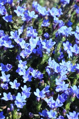 Lithodora diffusa 'Heavenly Blue' Bergstenfrö 5-10 i kruka P9