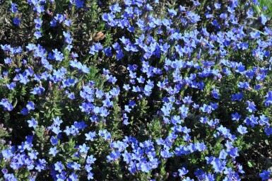 Lithodora diffusa 'Heavenly Blue' Bergstenfrö 5-10 i kruka P9