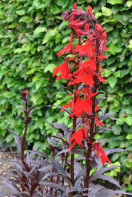 Lobelia fulgens 'Queen Victoria'