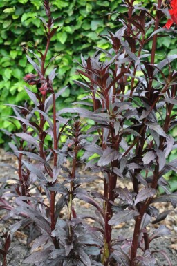 Lobelia fulgens 'Queen Victoria'