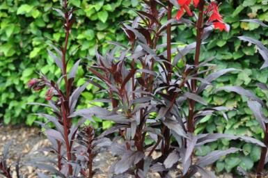 Lobelia fulgens 'Queen Victoria'