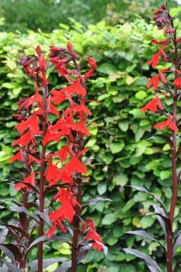 Lobelia fulgens 'Queen Victoria'