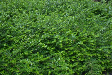 Lonicera nitida 'Maigrün'