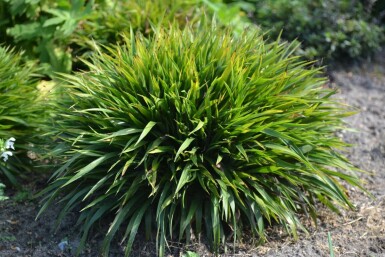 Luzula pilosa 'Igel'