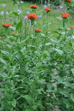 Lychnis chalcedonica