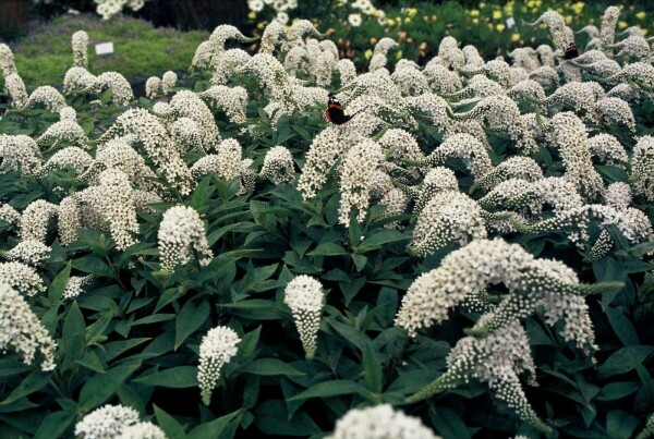 Lysimachia clethroides