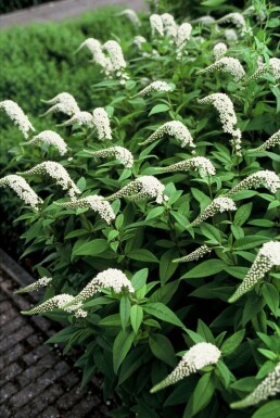 Lysimachia clethroides