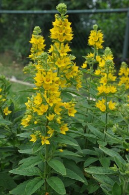 Lysimachia punctata