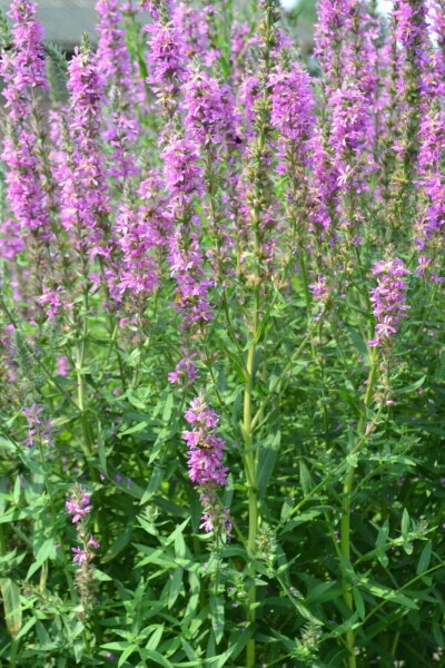 Lythrum salicaria