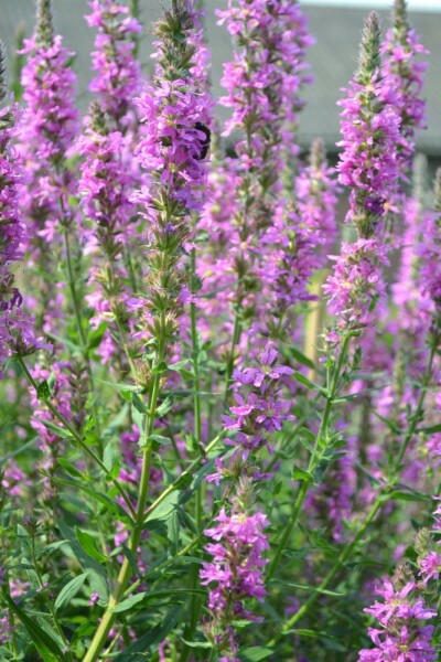 Lythrum salicaria