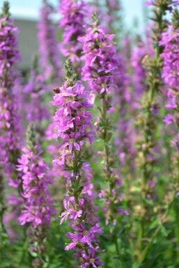 Lythrum salicaria