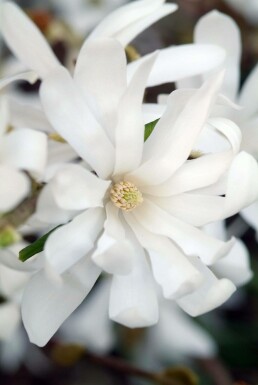 Magnolia stellata