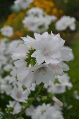 Malva moschata 'Alba'