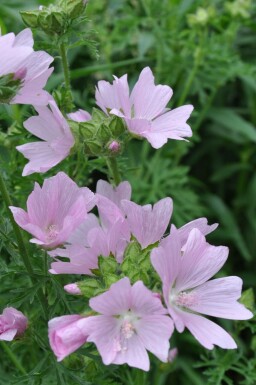 Malva moschata 'Rosea'