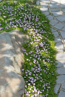 Mazus reptans