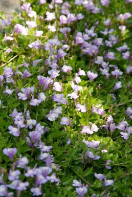 Mazus reptans