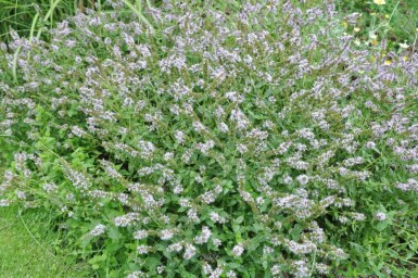 Mentha × piperita